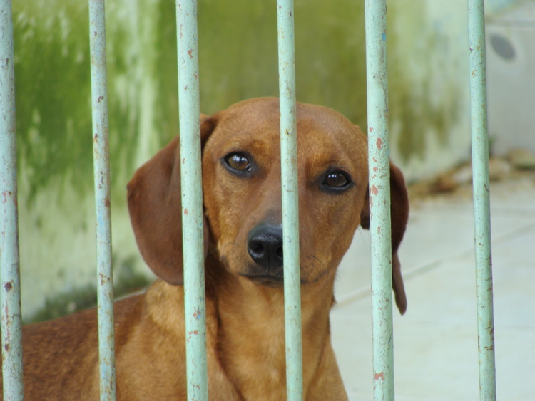 Cachorro preso