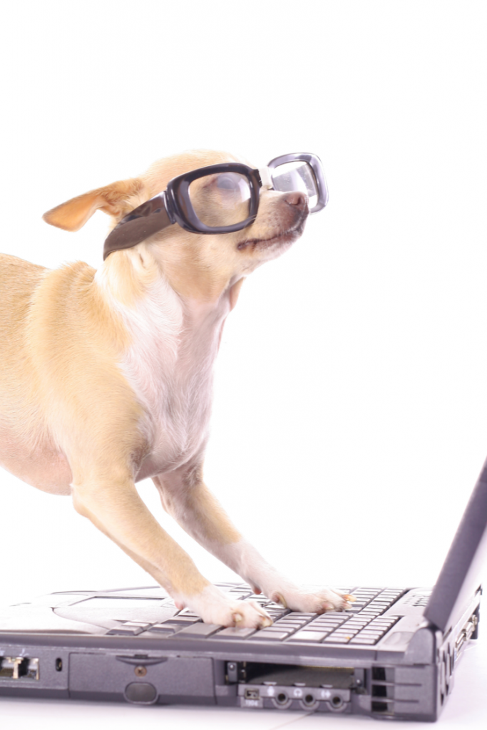 Marketing Copy Writing for Dog Training, Dog Sitting, Dog Groomer Business