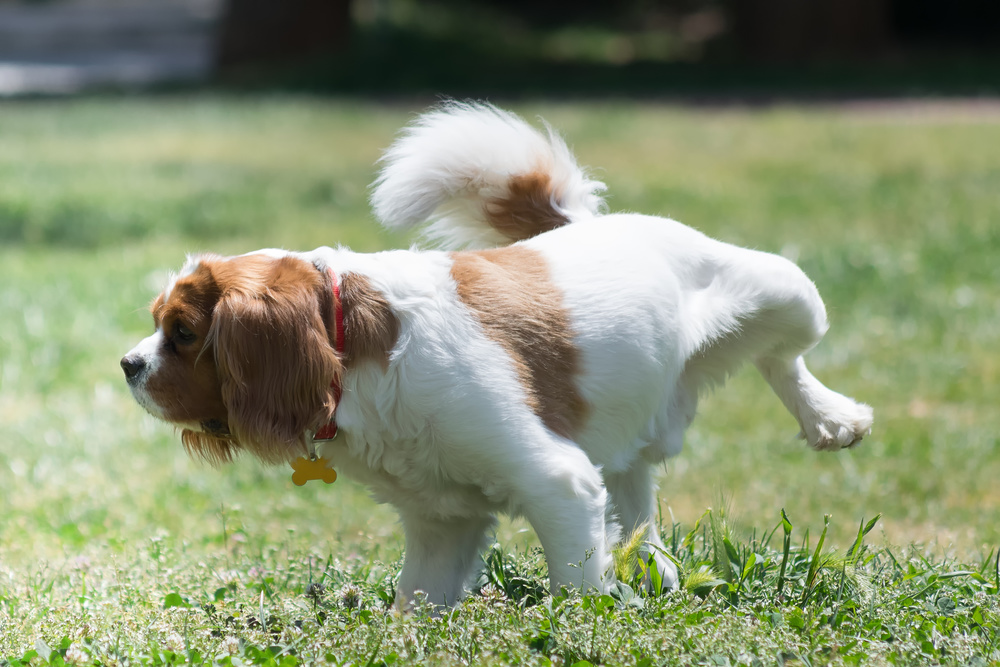 Dog peeing in the park.