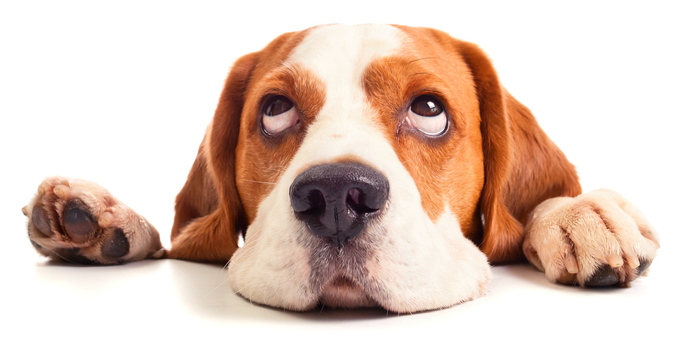 beagle head isolated on a white background