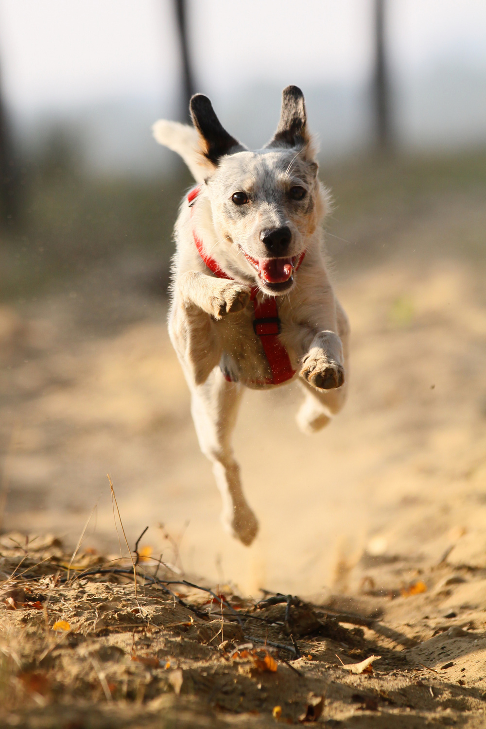 Kleiner Hund fliegt