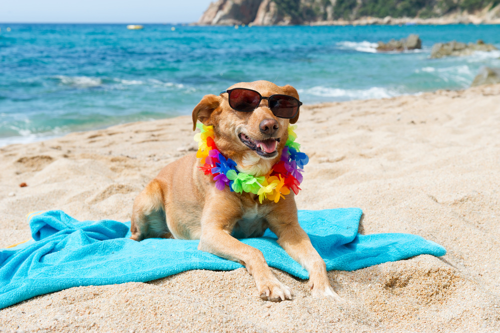 Relaxing dog at the beach with flowers garland