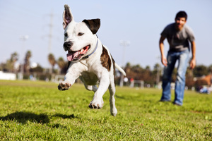 A Pitbull dog mid-air, running after its chew toy with its owner standing close by.