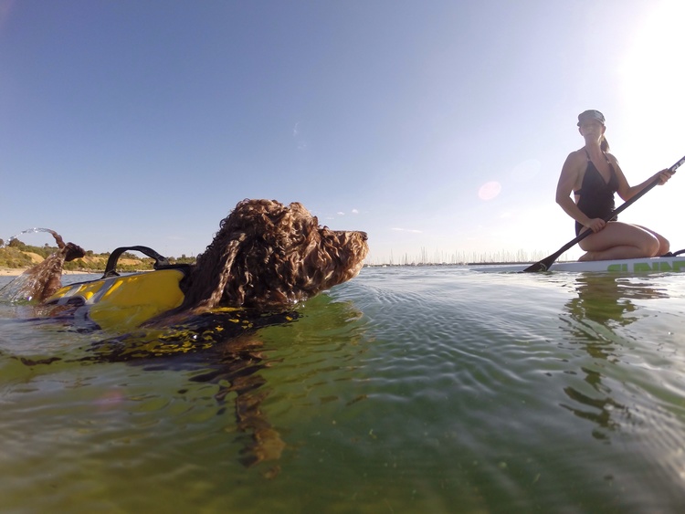 woman on stand up paddle board with her swimming dog