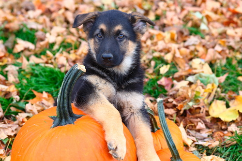 Pumpkin Dog Treat Recipe