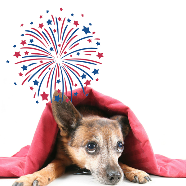 The Truth About Fireworks and Dogs